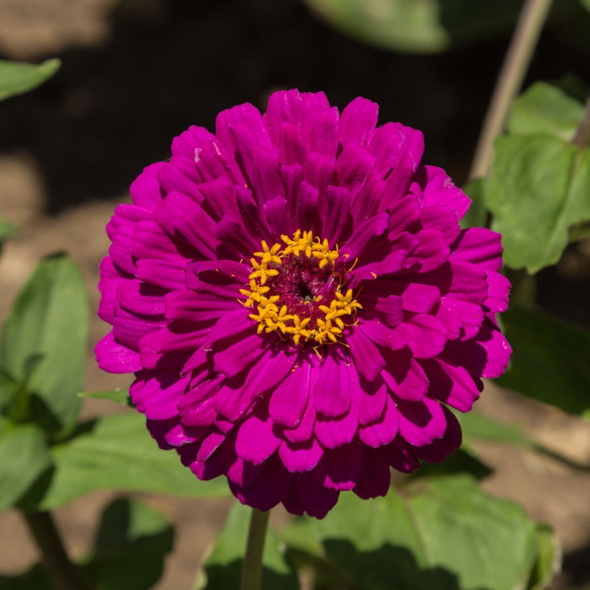 Zinnia Benary's Giant Purple Seeds