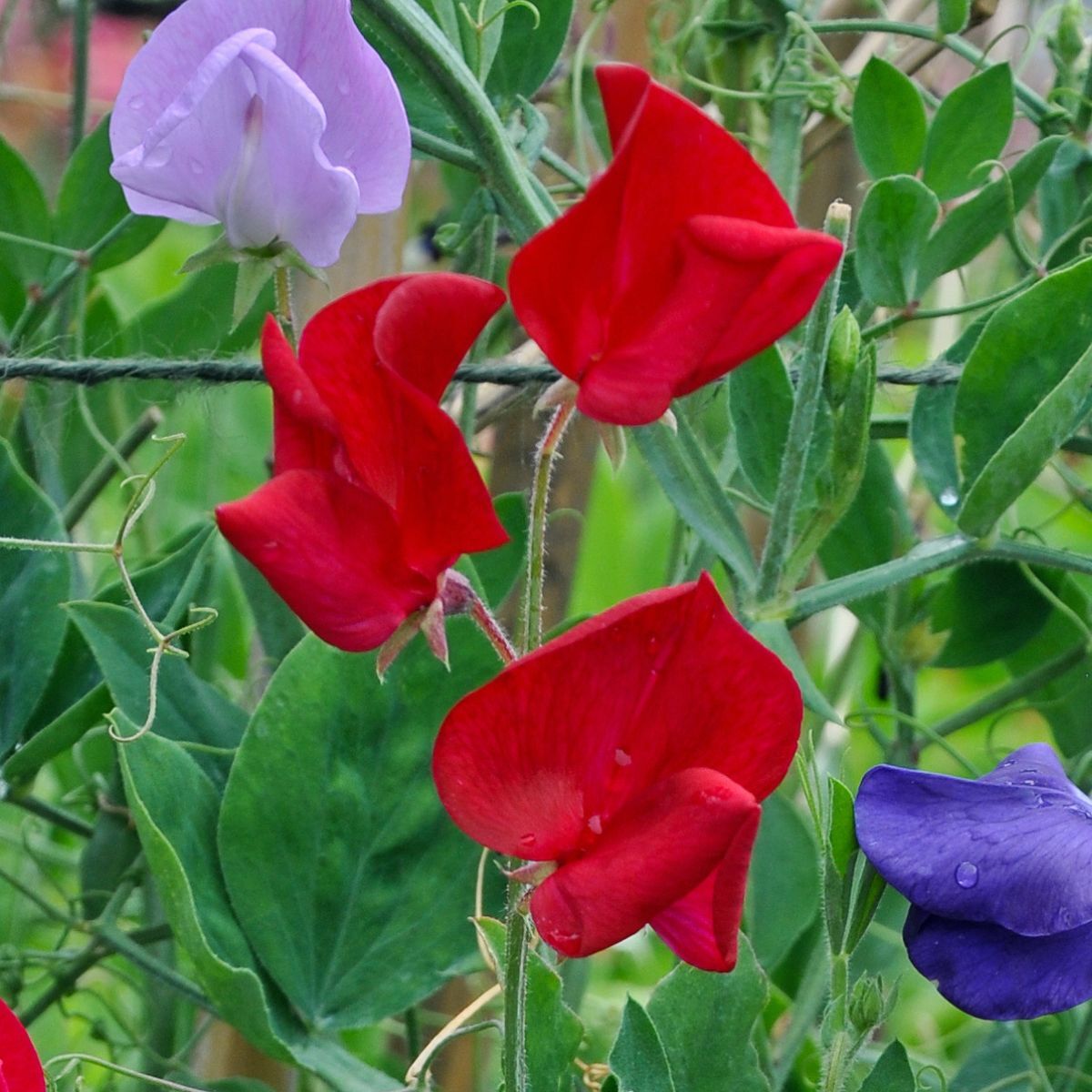 Sweet Pea Mammoth Scarlet Seeds