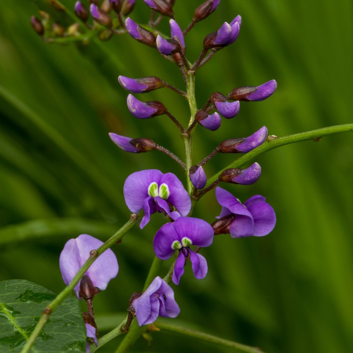 Hardenbergia Native Wisteria Seeds