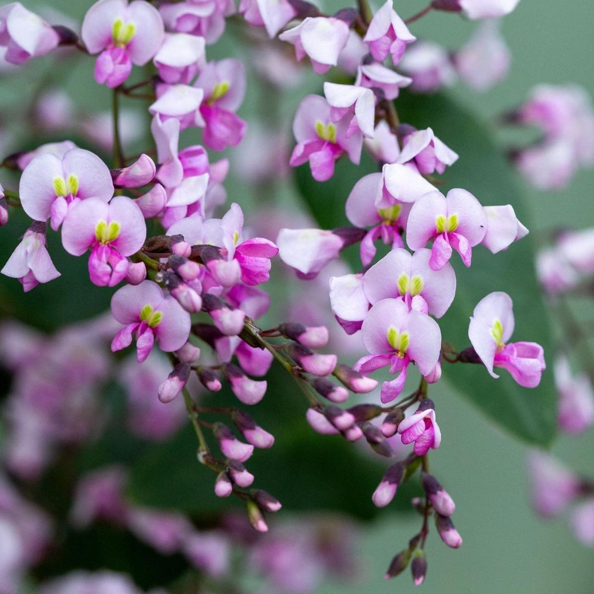 Hardenbergia Pink Seeds