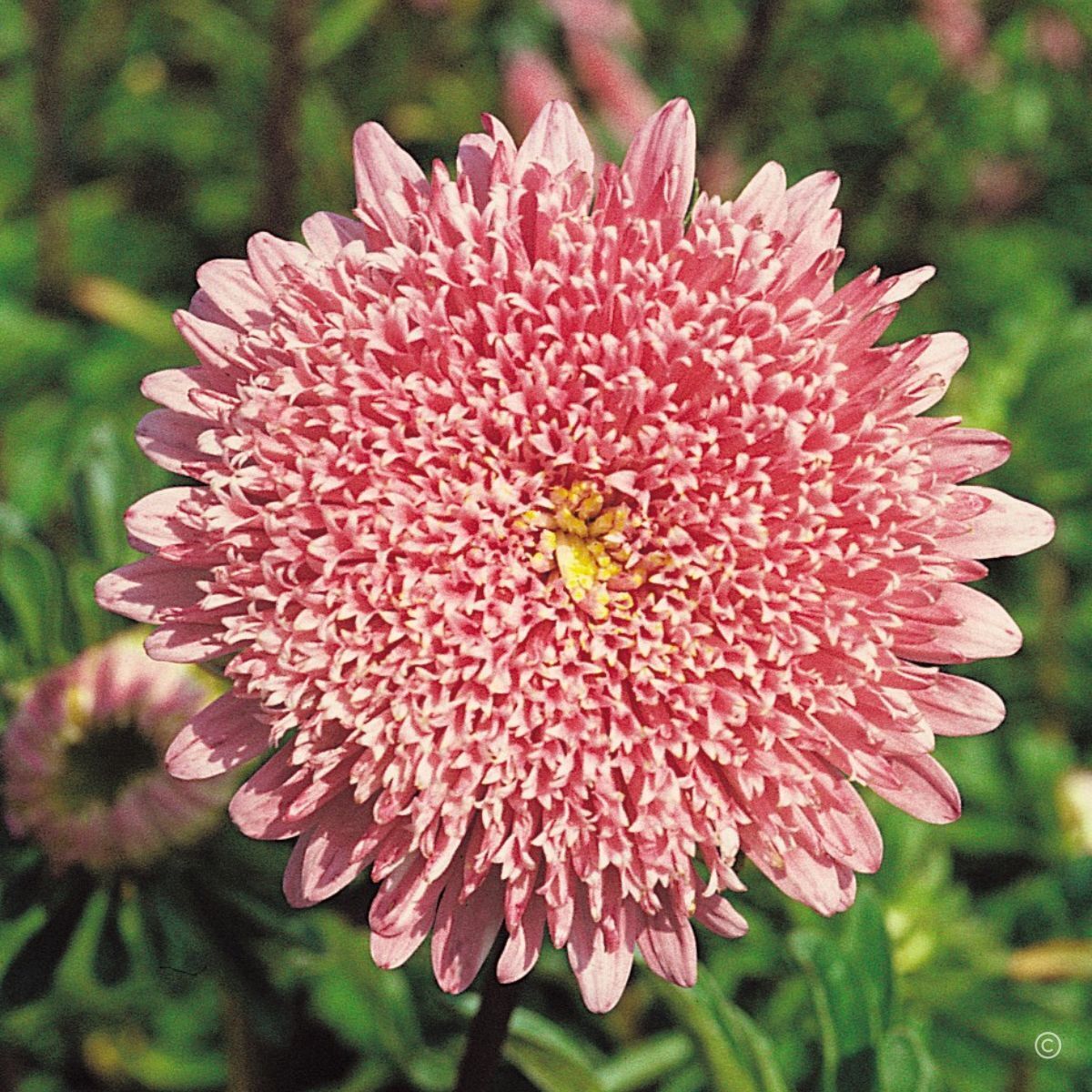 Aster Benary's Princess Salmon Rose Seeds