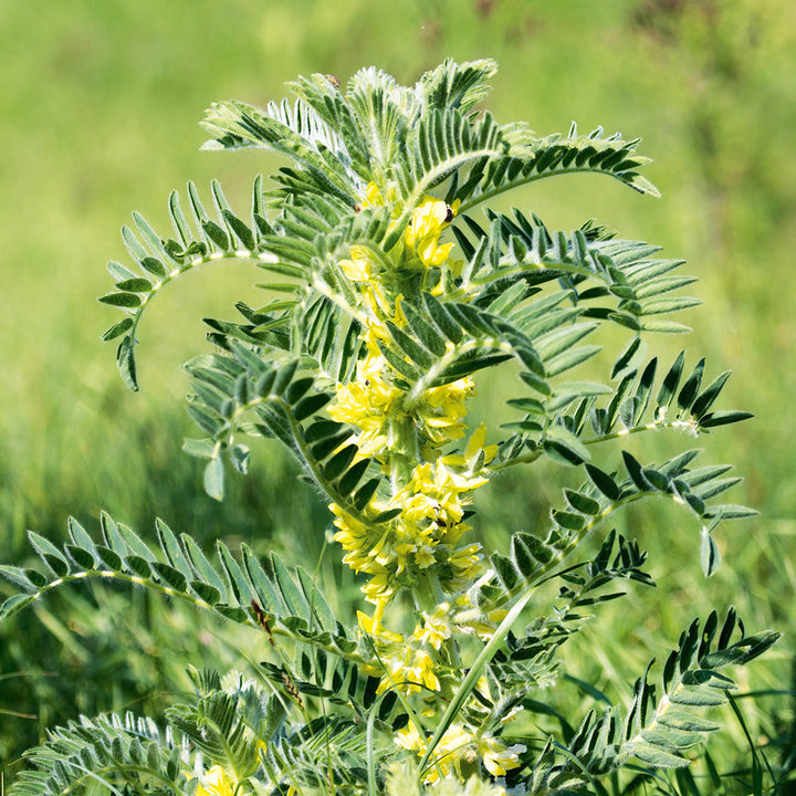 Light Green Astragalus Flower Seeds for Planting - 100