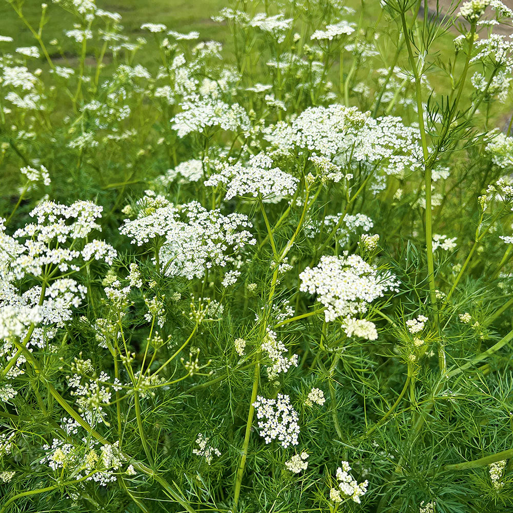 White Caraway Plant Seeds for Planting-Flavorful Herb Gardens – Fresh Herb for Your Garden