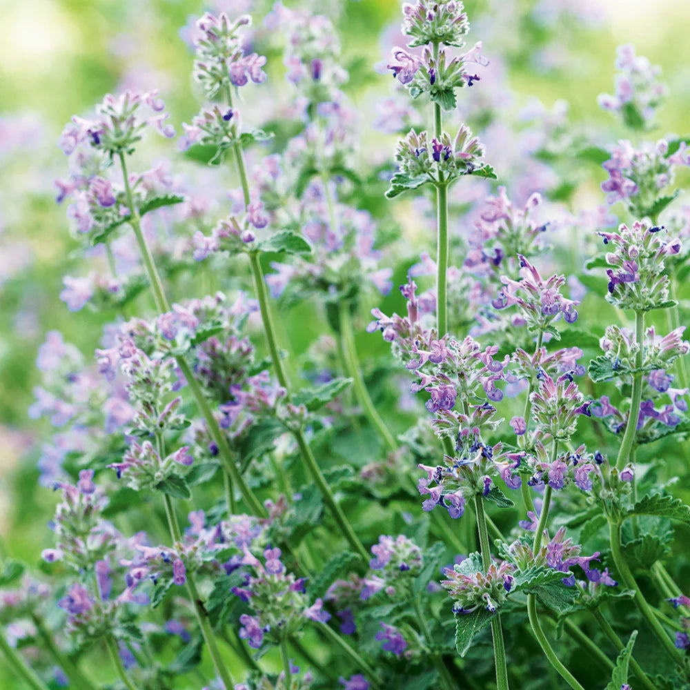 Catnip Seeds