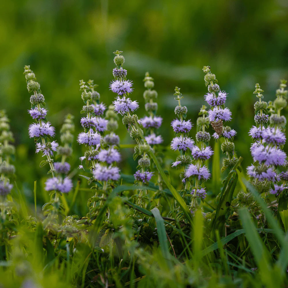Green Pennyroyal Seeds – Refreshing Minty Herbs-Heirloom & Non-GMO Seeds for planting – Fresh Herb for Your Garden