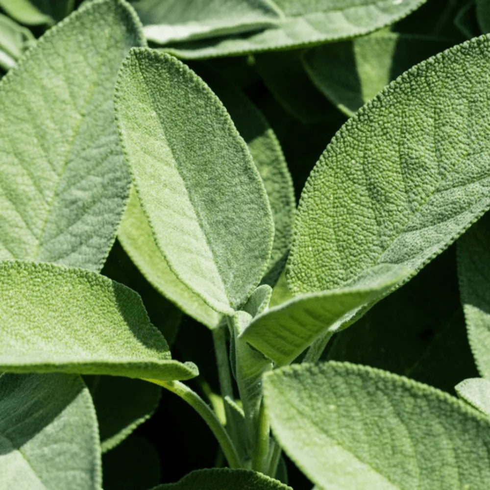 Sage Seeds