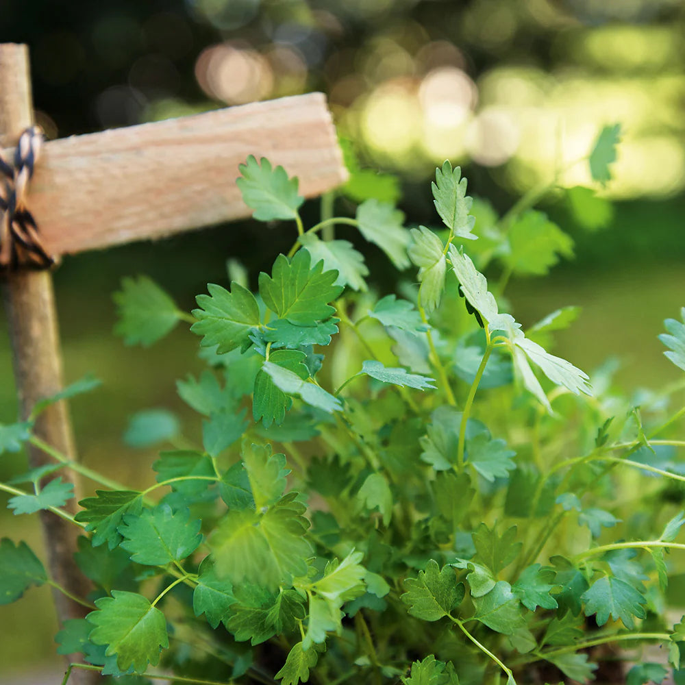 Salad Burnet - Herb Seed