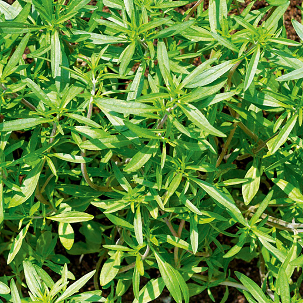 Compact Summer Savory