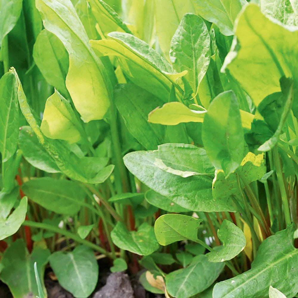 French Sorrel Herb Seeds for Fresh Culinary Gardens and Microgreens – Fresh Herb for Your Garden