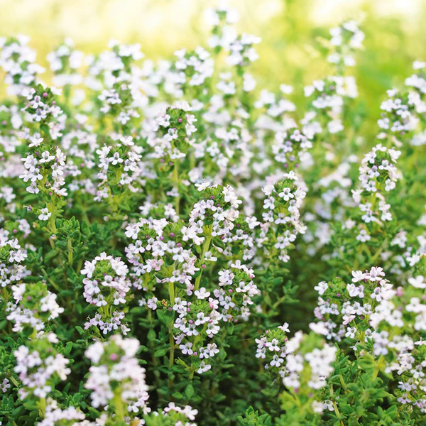 Ornamental Flower Thymus Vulgaris Aromatic – Heirloom, Non-GMO, High Germination Organic Garden Seeds