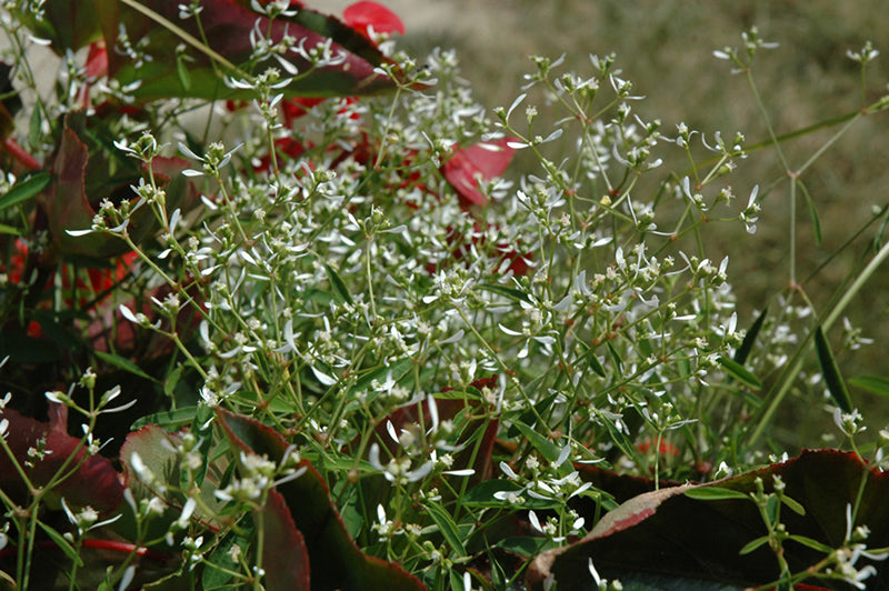 Glitz Euphorbia Seeds