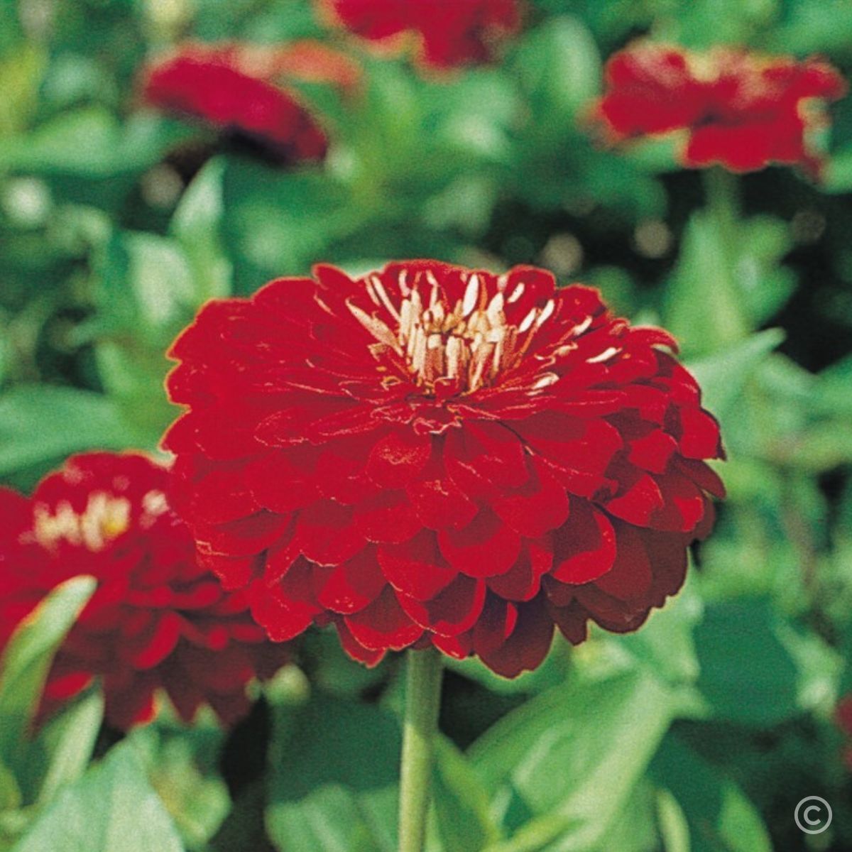 Zinnia Benary's Giant Scarlet Seeds