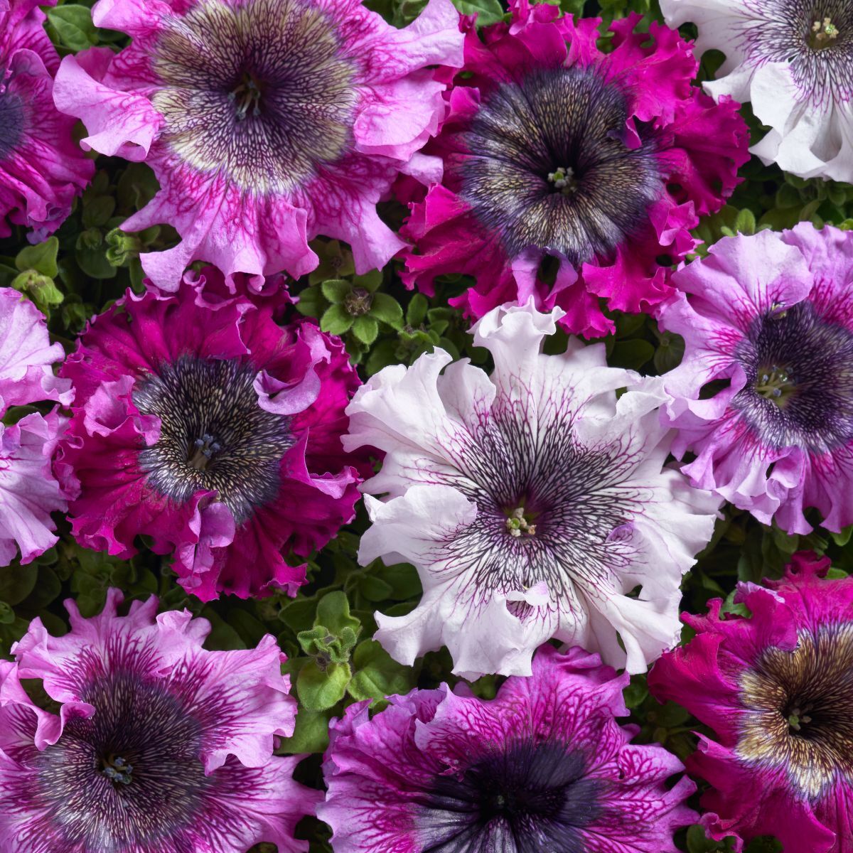 Petunia Superbissima Mix Seeds