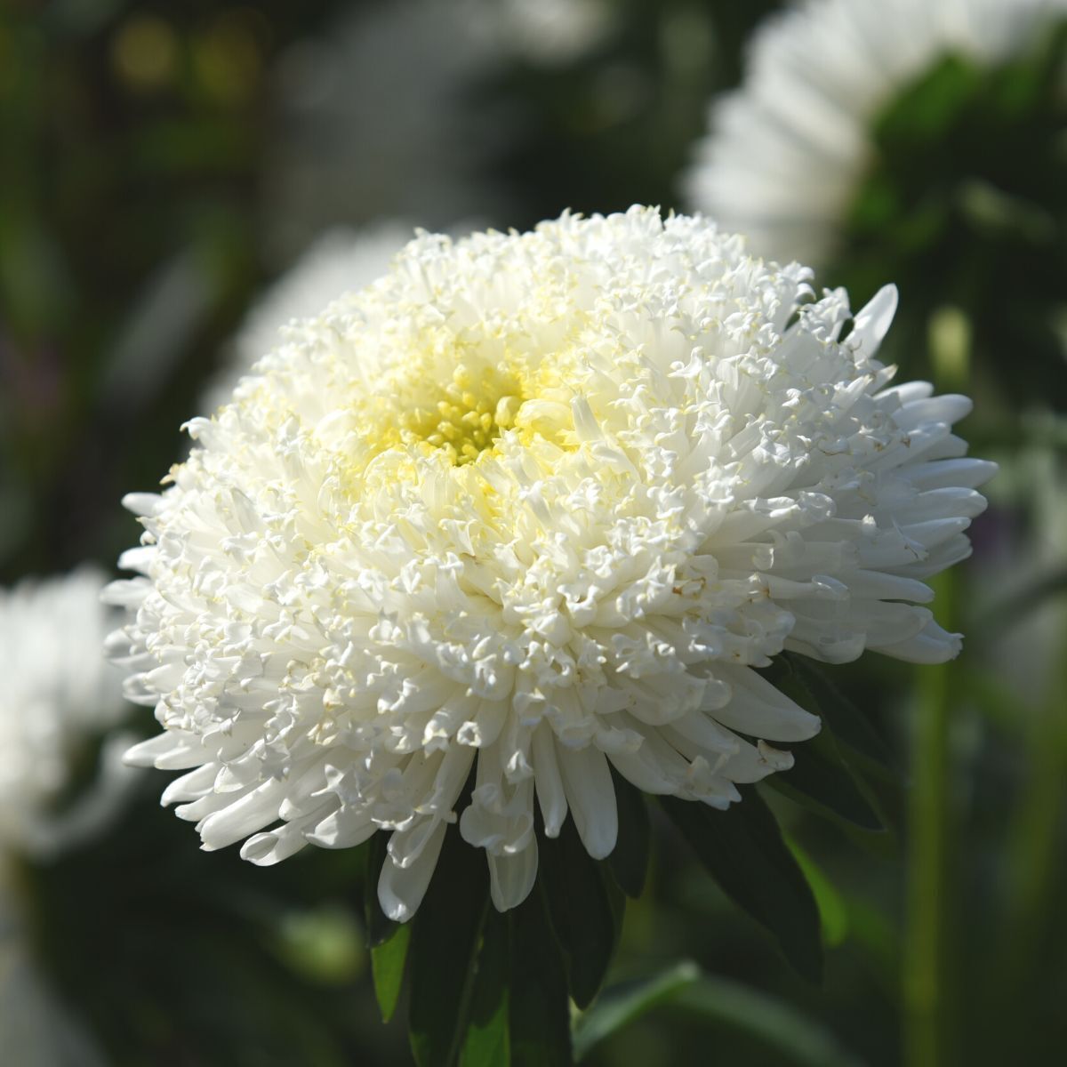 Aster Standy Creamy White Seeds