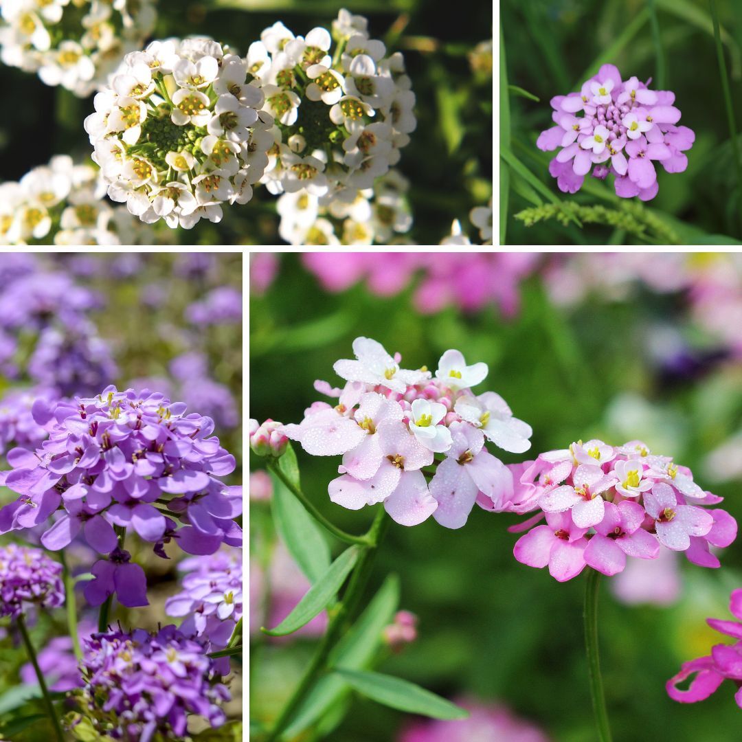 Candytuft Umbellata Mixed Seeds