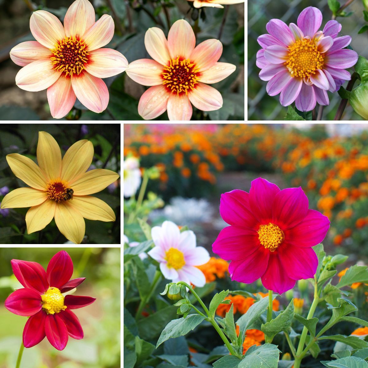 Dahlia Coltness Single Mix Seeds