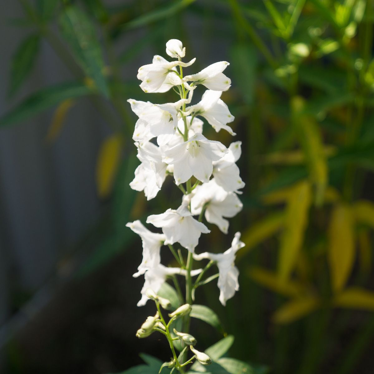 Delphinium Casablanca Seeds