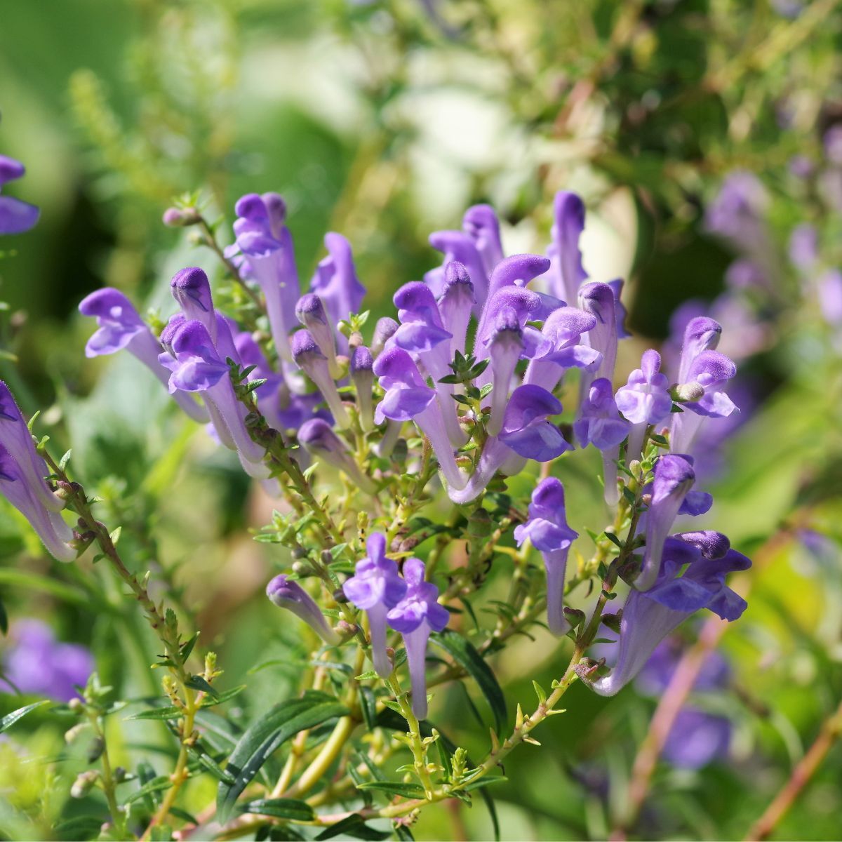 Skullcap Oriental Blue Seeds