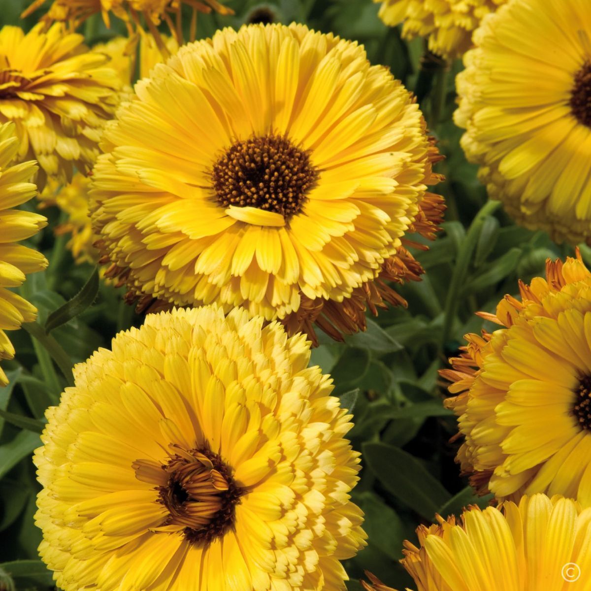 Calendula Touch of Red Yellow Seeds