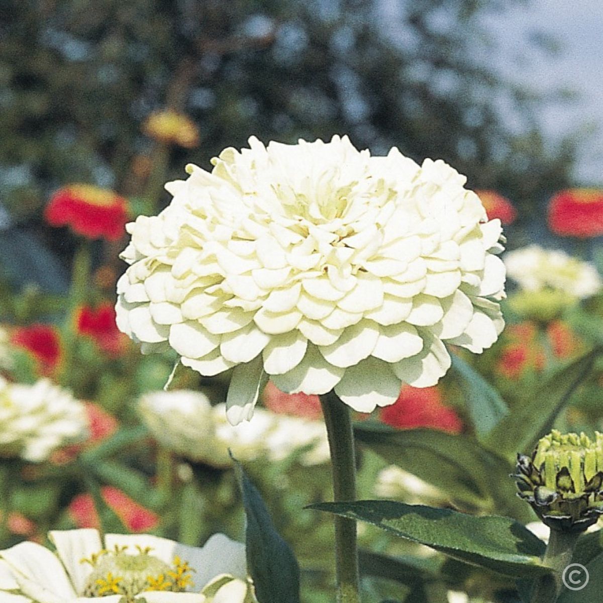 Zinnia Benary's Giant White Seeds