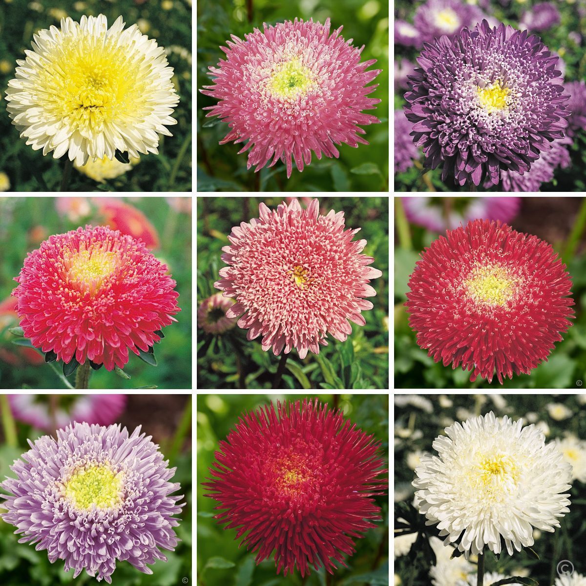 Aster Benary's Princess Mix Seeds