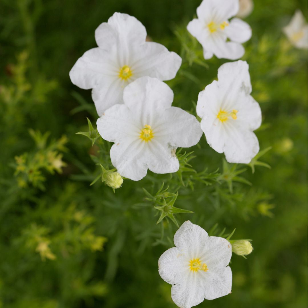 Cupflower White Robe Seeds