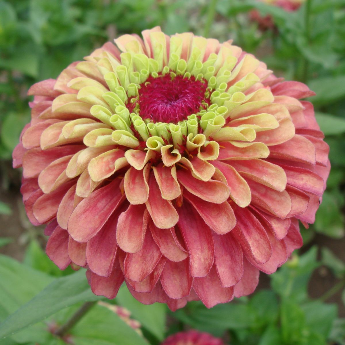 Zinnia Queeny Lime with Red Seeds