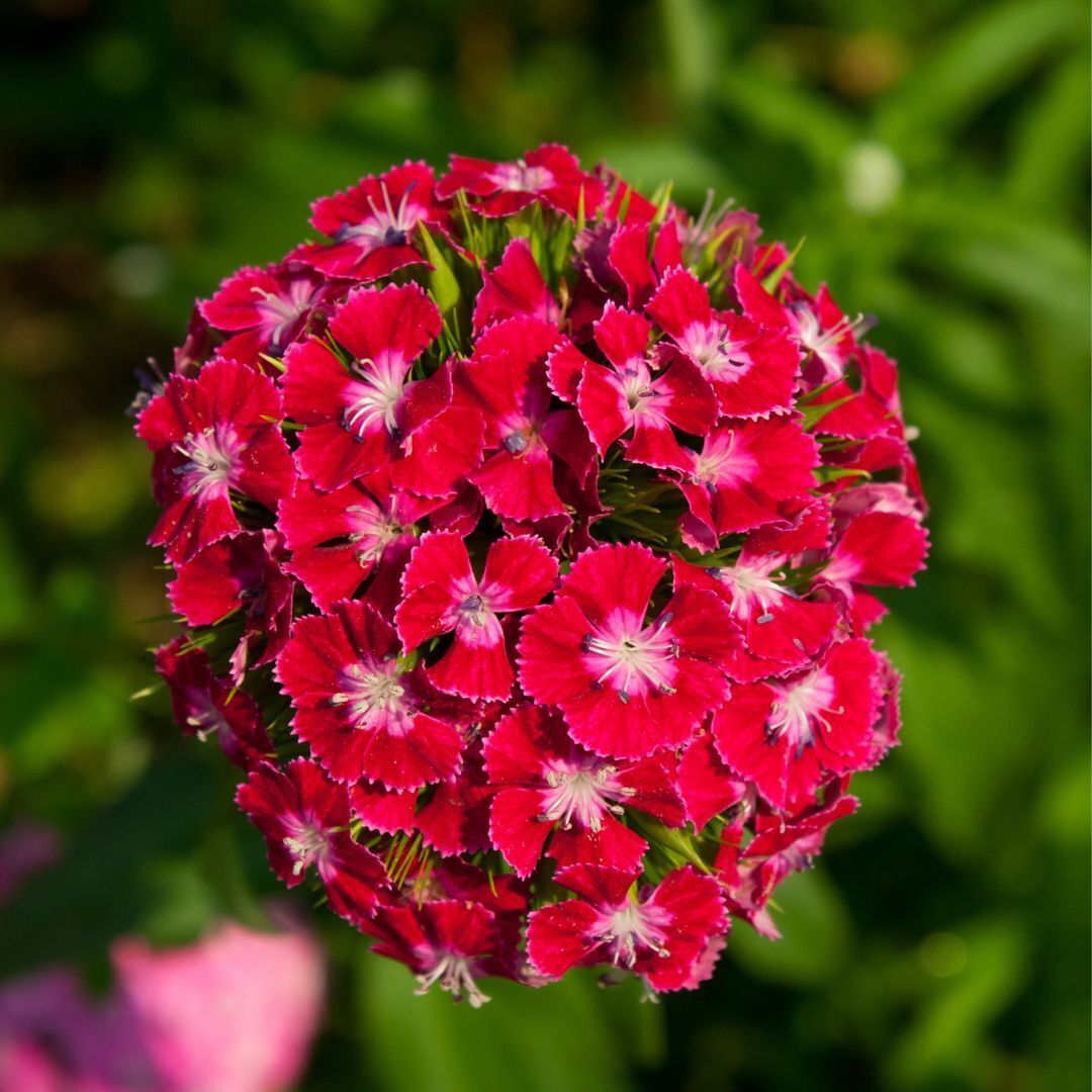 Sweet William Scarlet Beauty Seeds