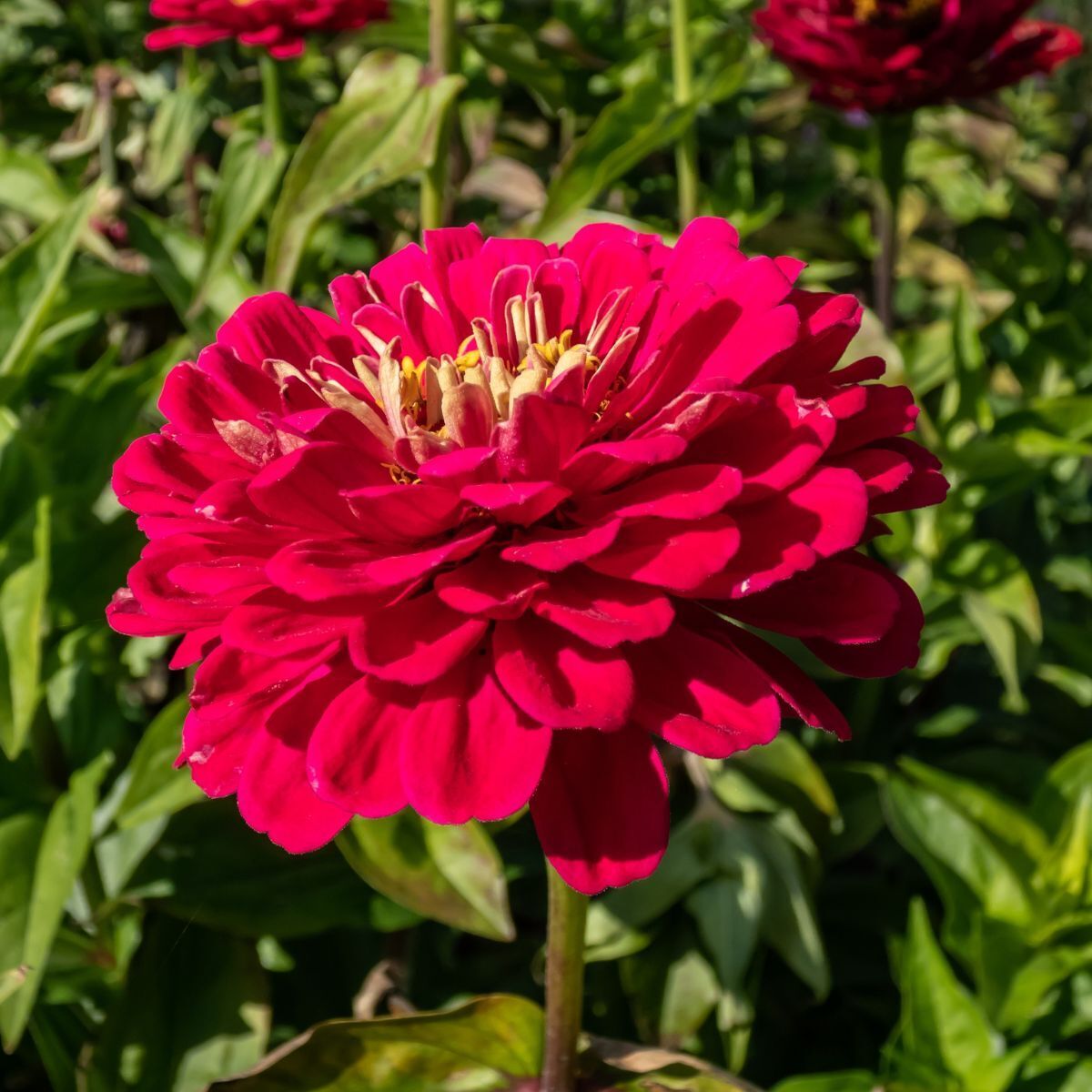 Zinnia Benary's Giant Wine Seeds