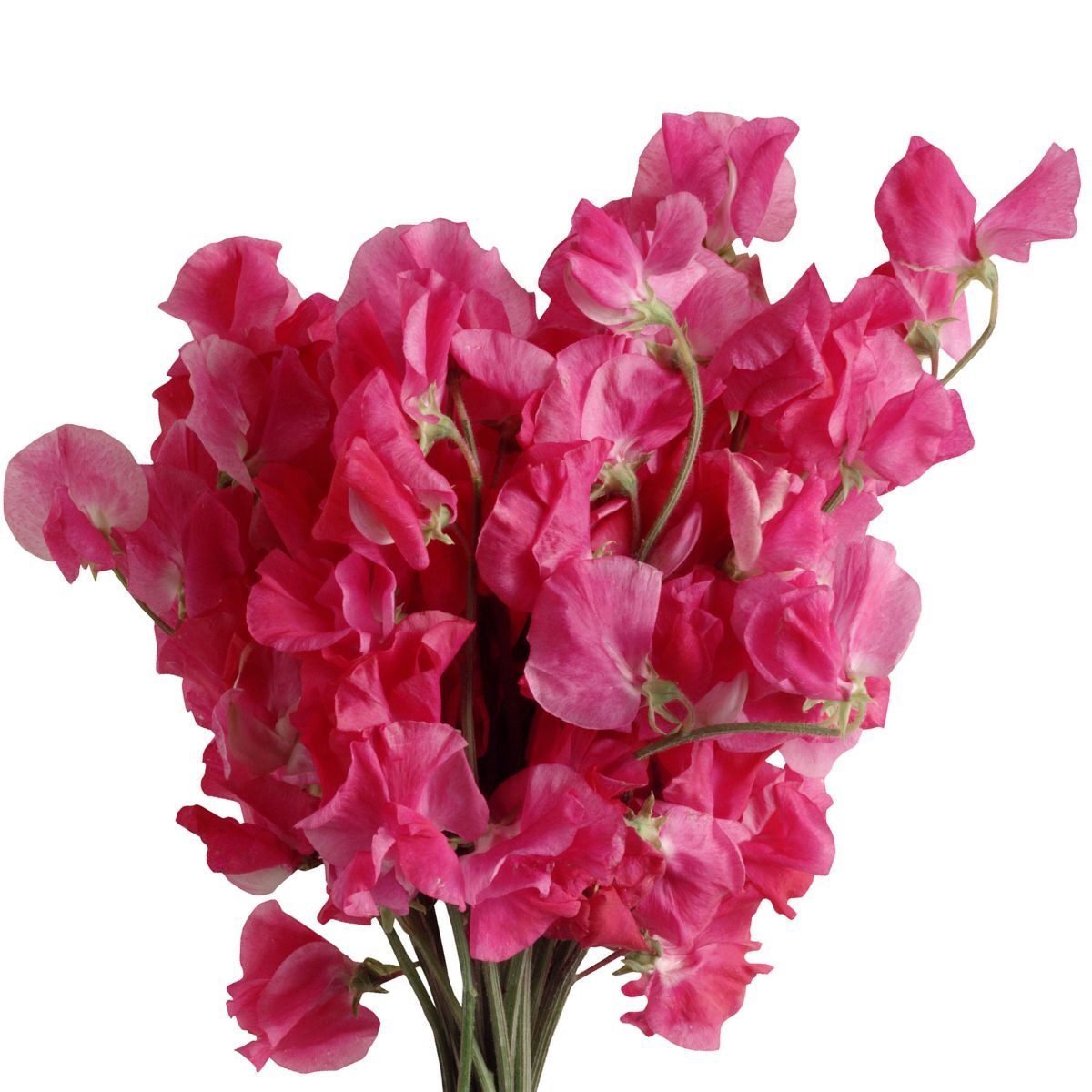 Sweet Pea Elegance Deep Rose Seeds