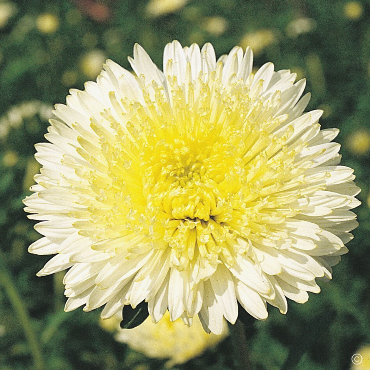 Aster Benary's Princess Yellow Seeds