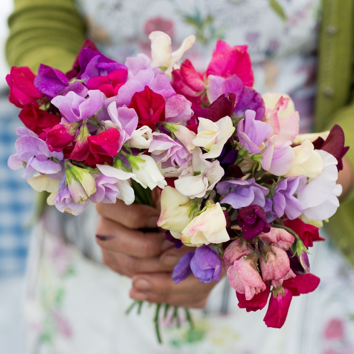 Sweet Pea Supersnoop Mix Seeds