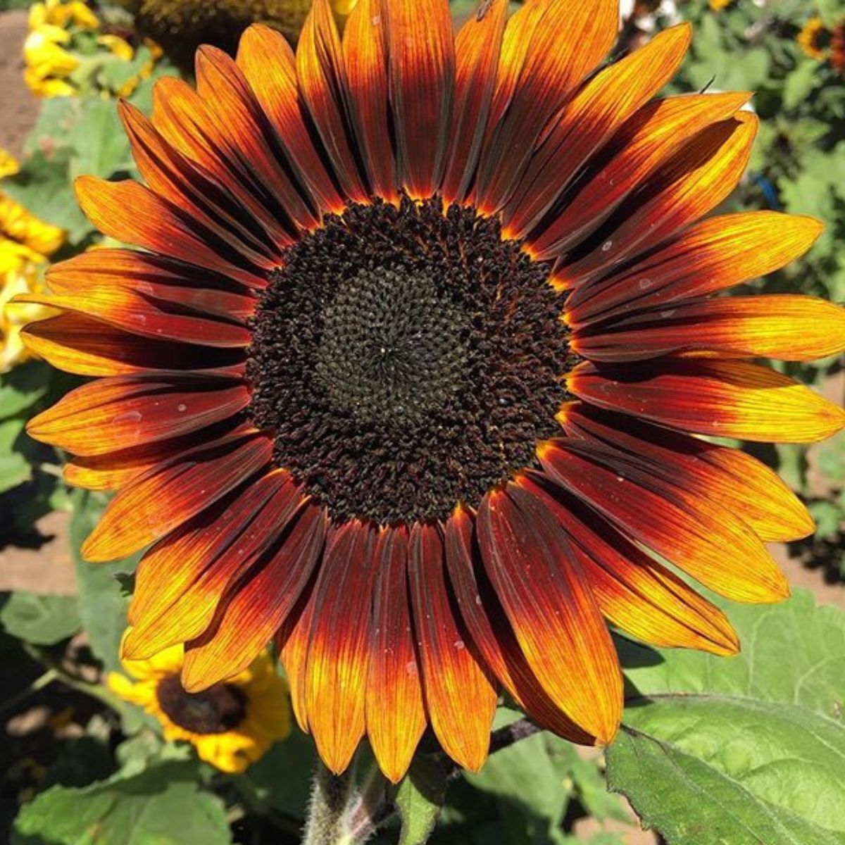 Sunflower Dwarf Sonnet F1 Seeds