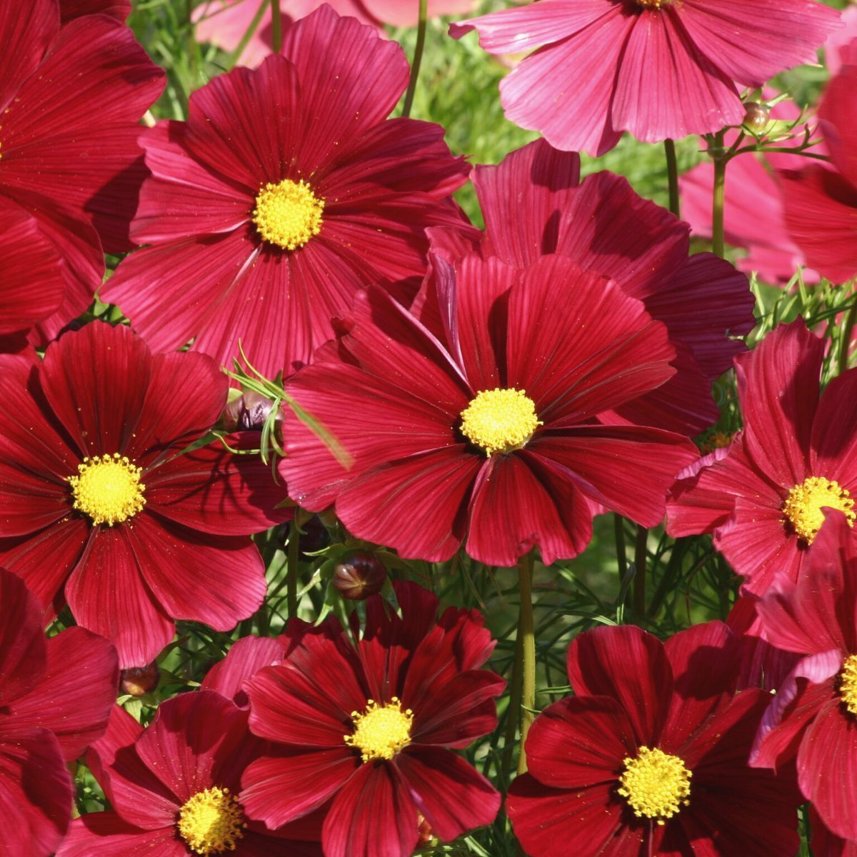 Cosmos Rubenza Seeds