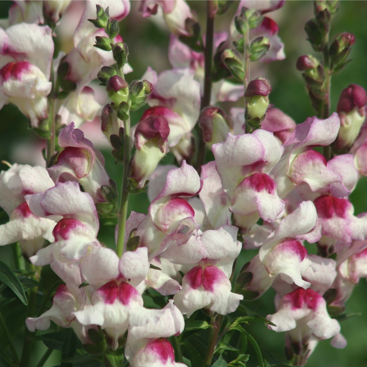 Snapdragon Lucky Lips Seeds