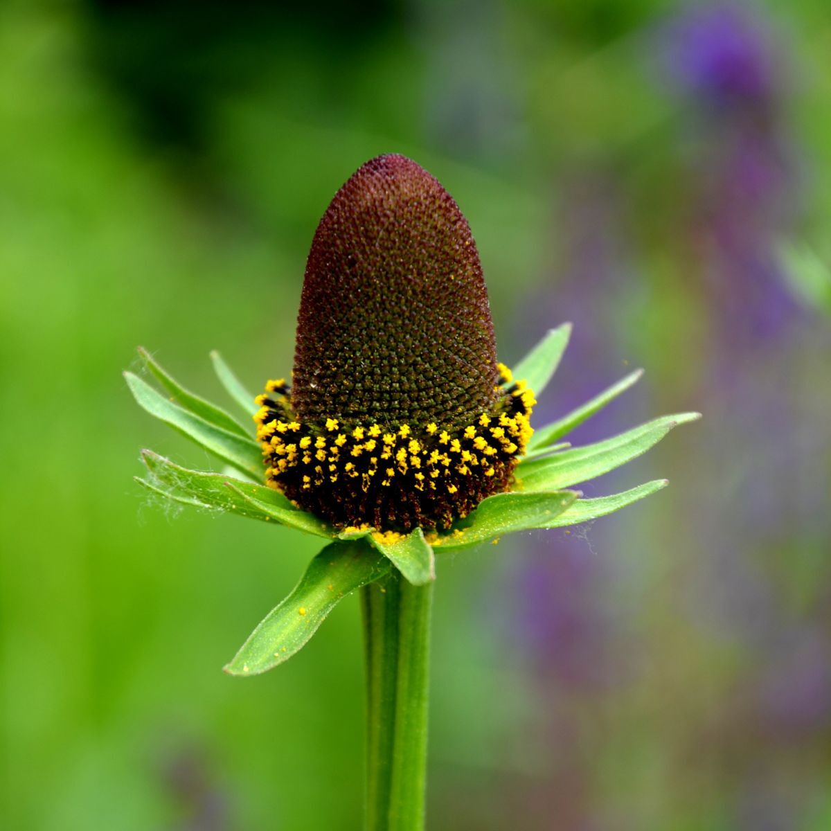 Rudbeckia Seeds