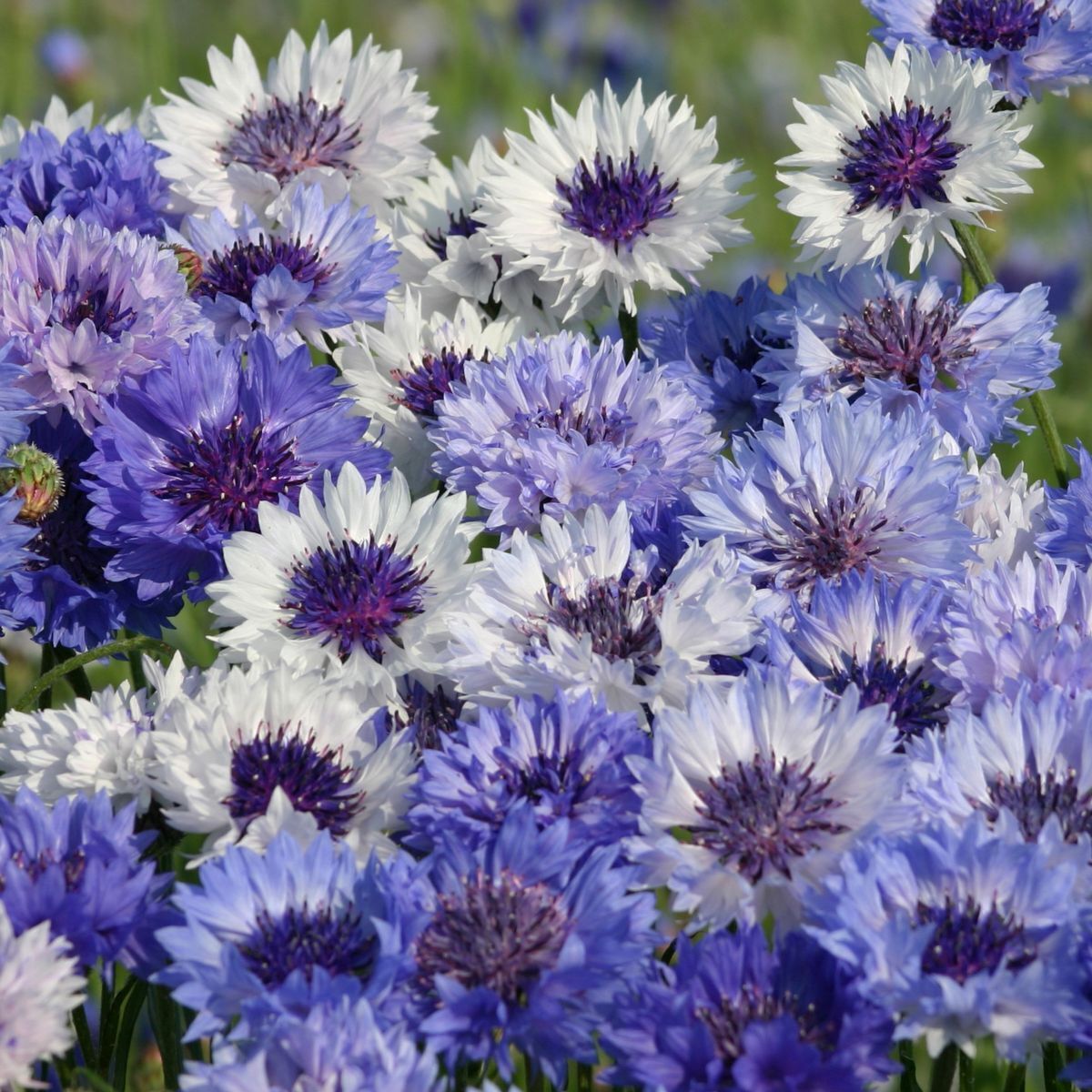 Cornflower Classic Fantastic Seeds