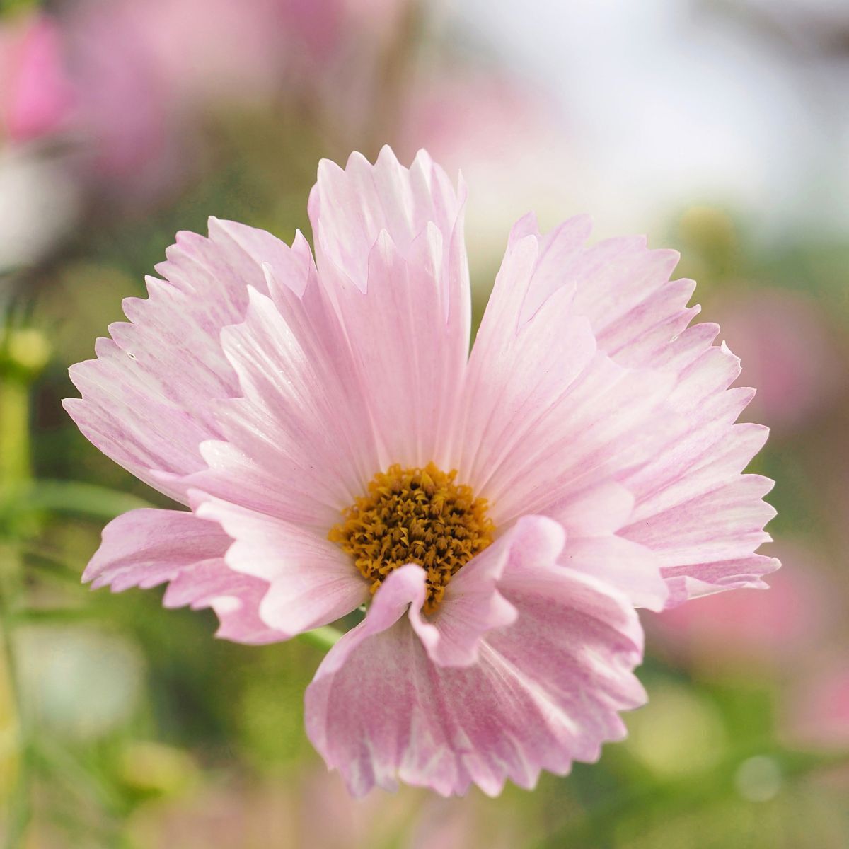 Cosmos Cupcakes Blush Seeds