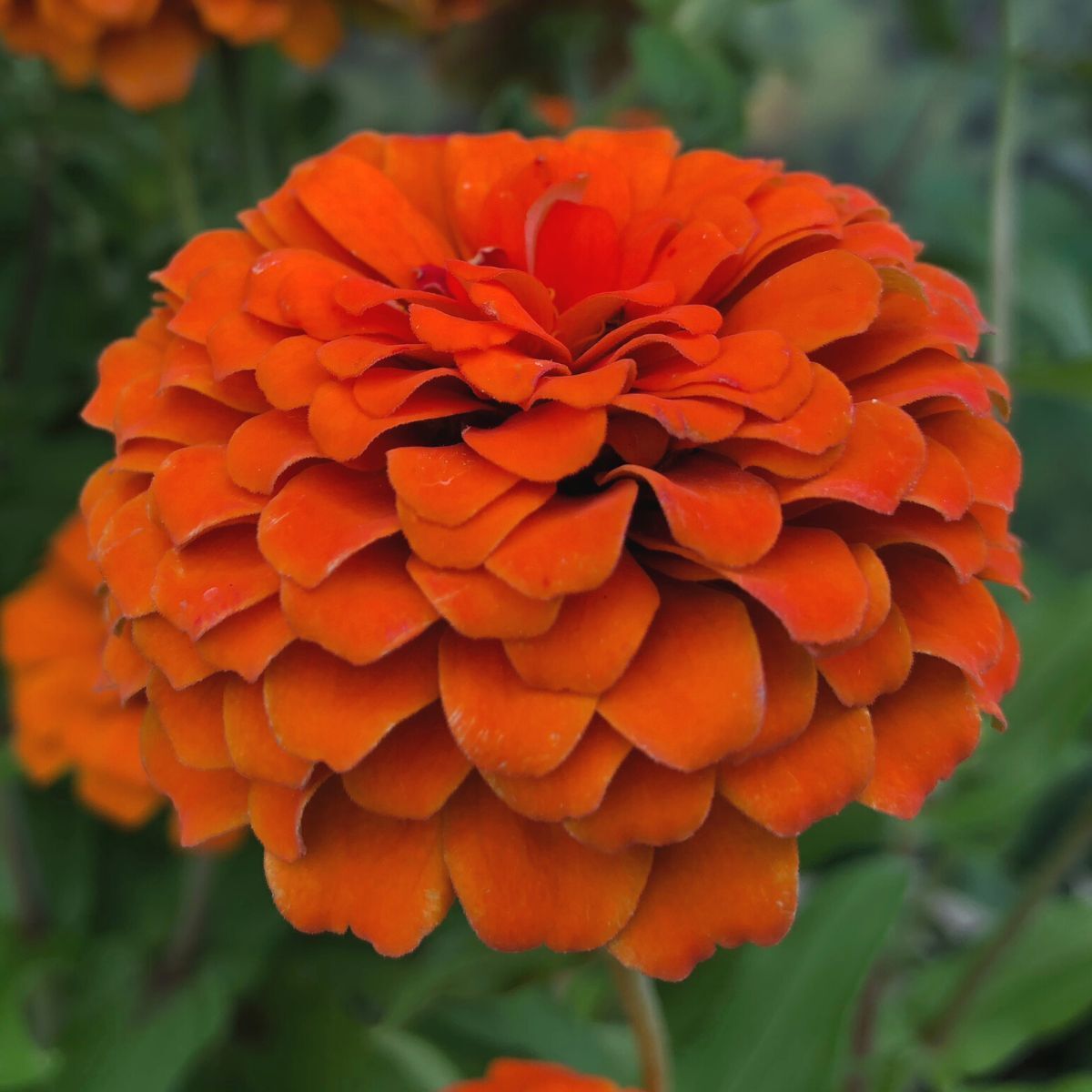 Zinnia Queeny Pure Orange Seeds