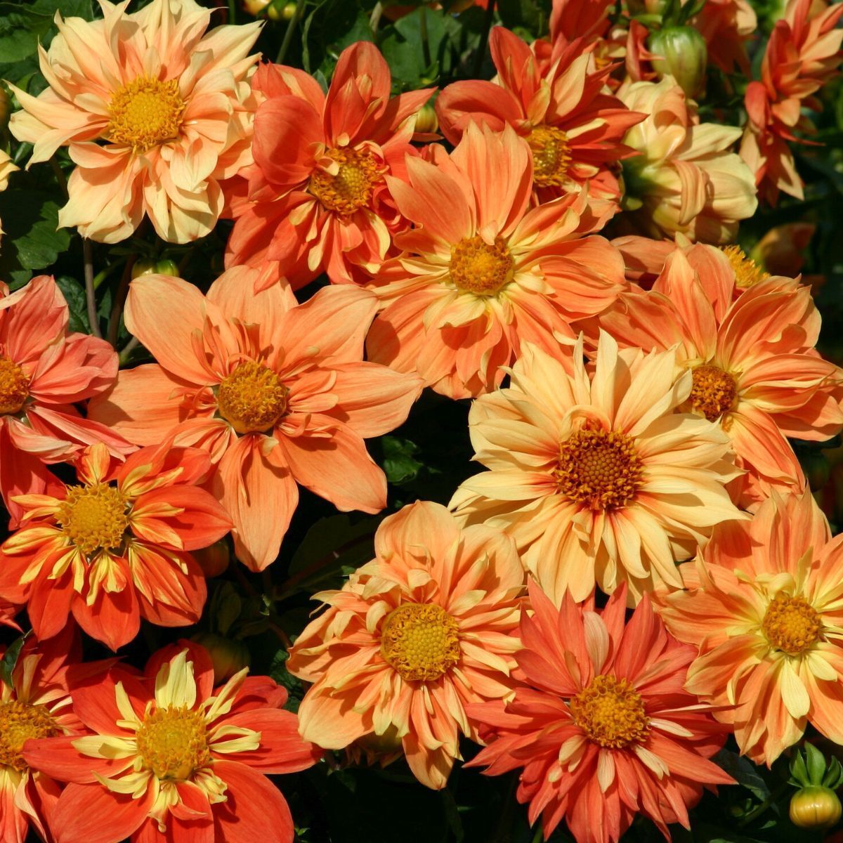 Dahlia Sunny Reggae Seeds