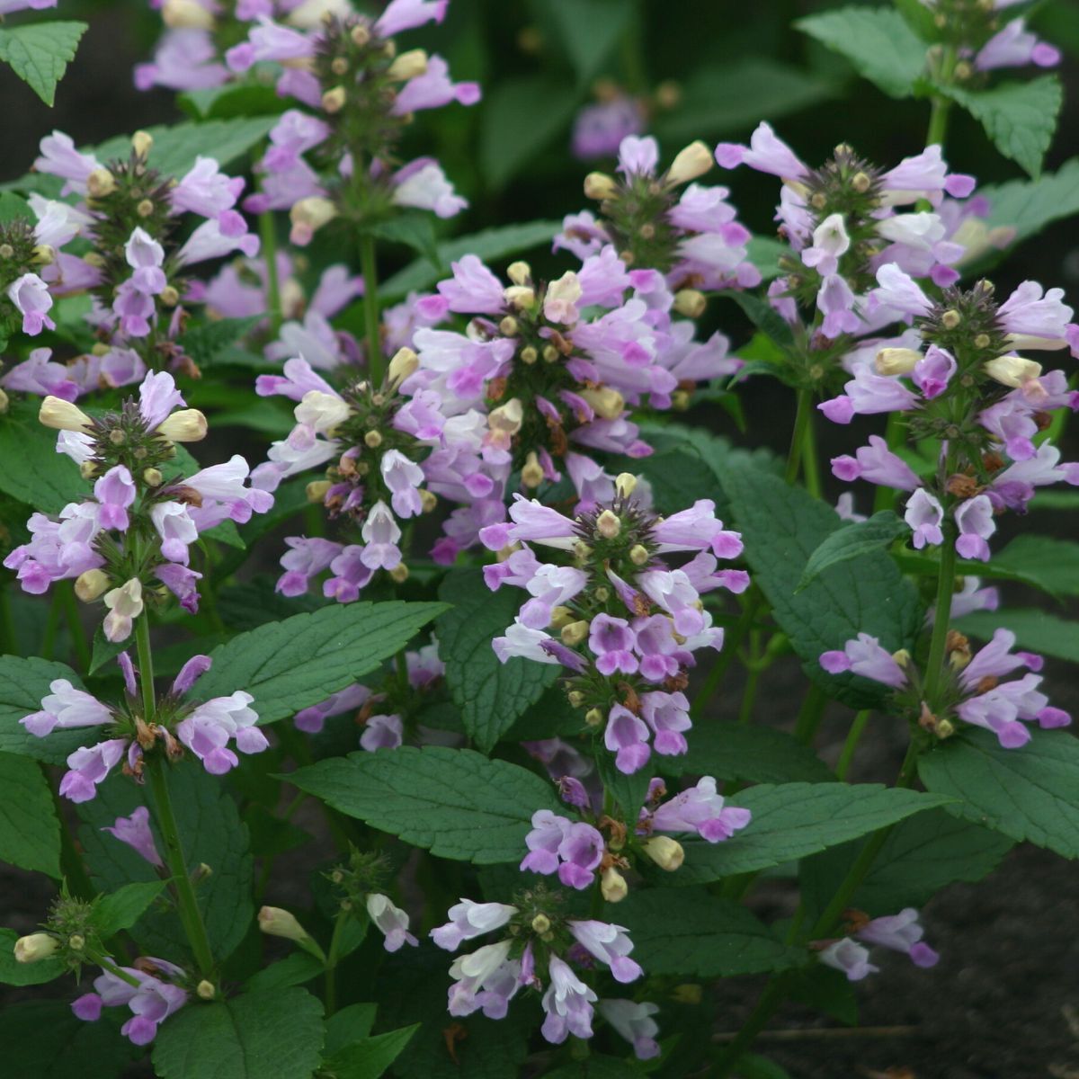 Catmint Pink Panther Seeds