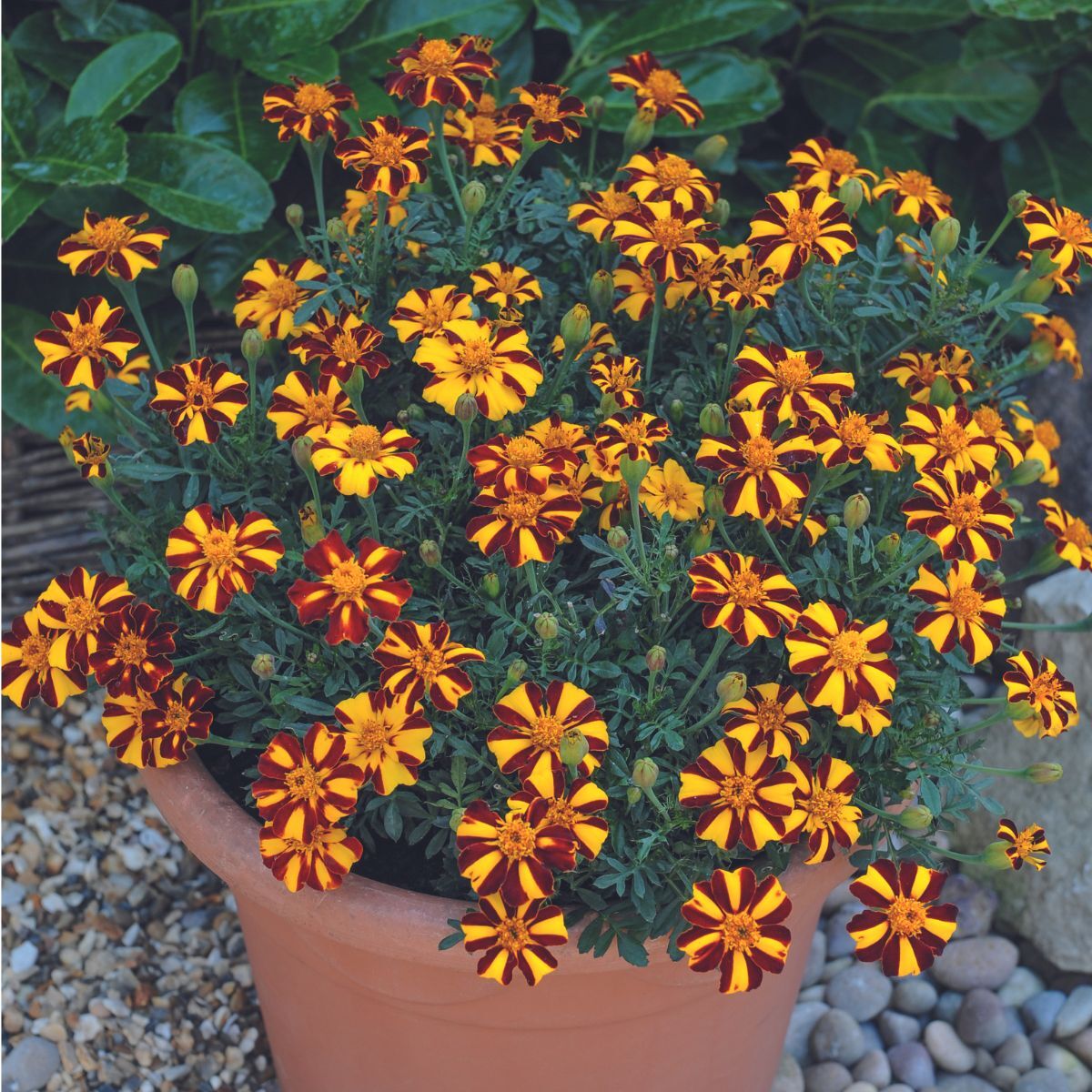 Marigold French Mr Majestic Seeds