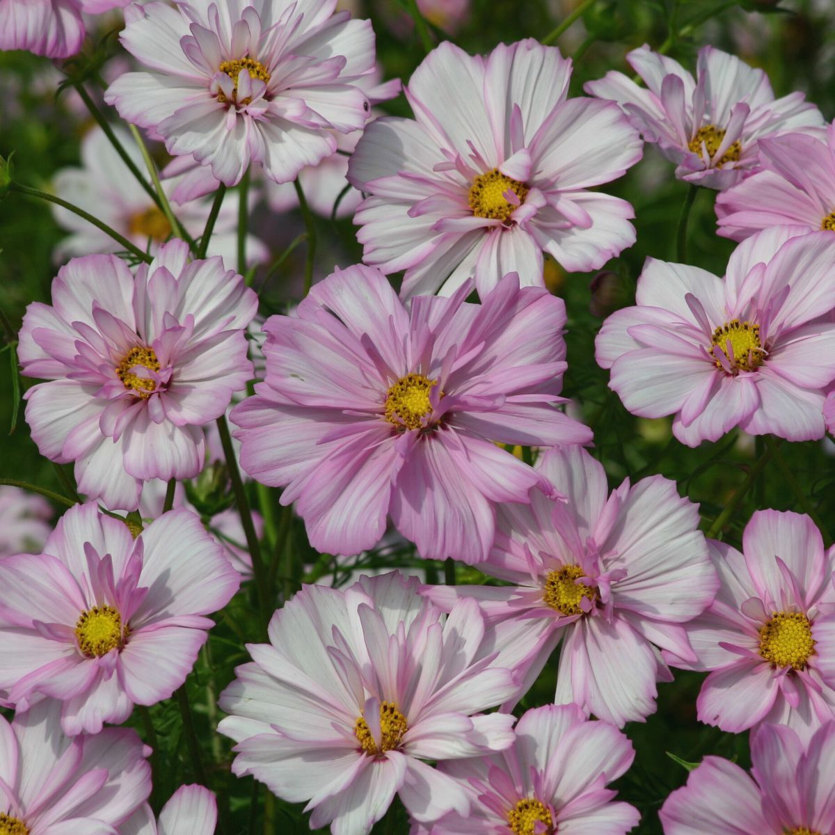 Cosmos Cosimo Collarette Seeds