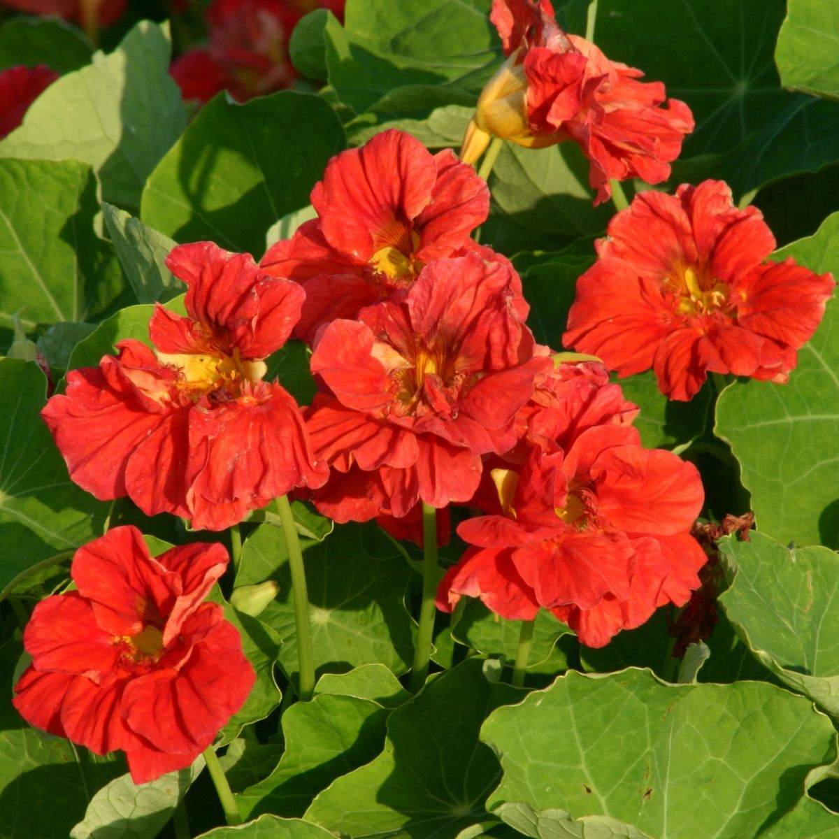 Nasturtium Cherrelle Seeds