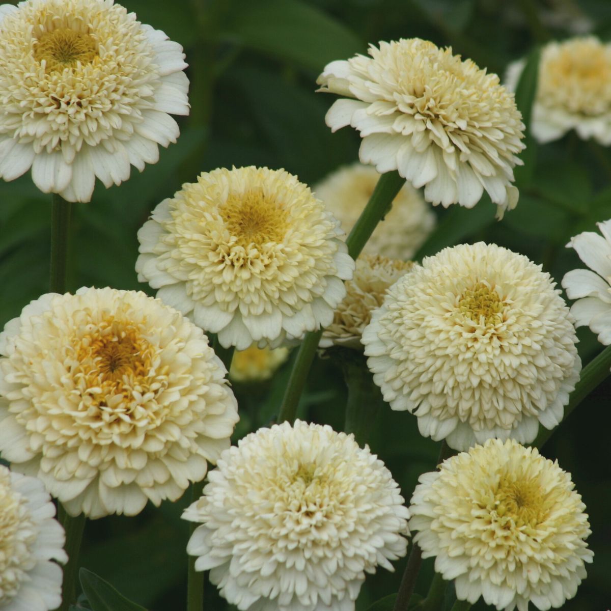 Zinnia Zinderella White Seeds