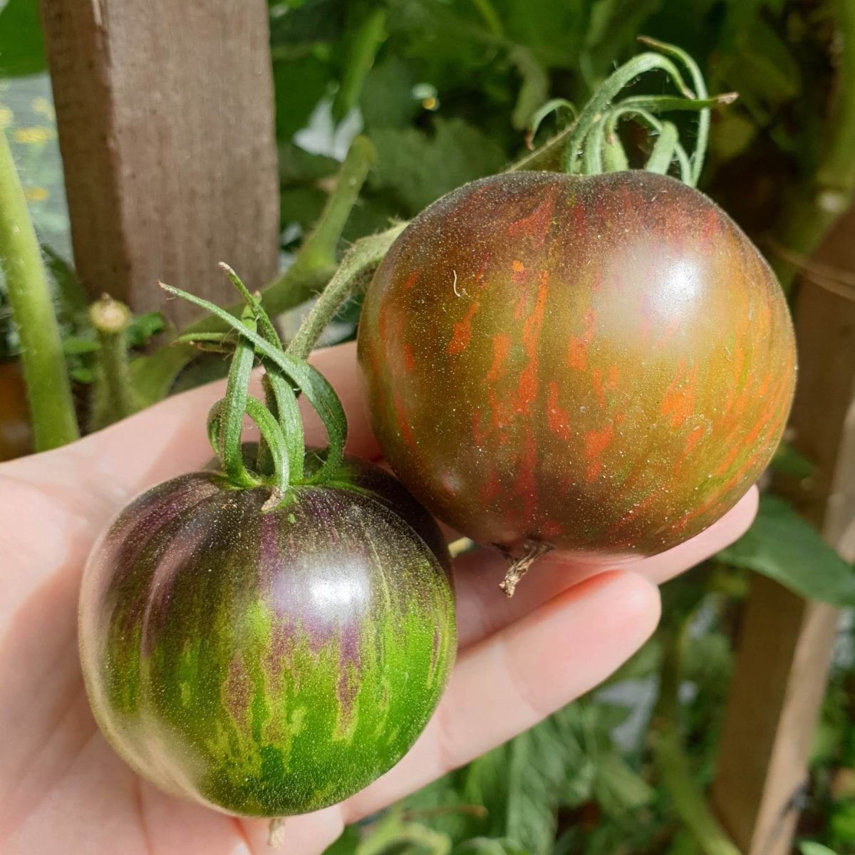 Cosmic Eclipse Tomato Seeds