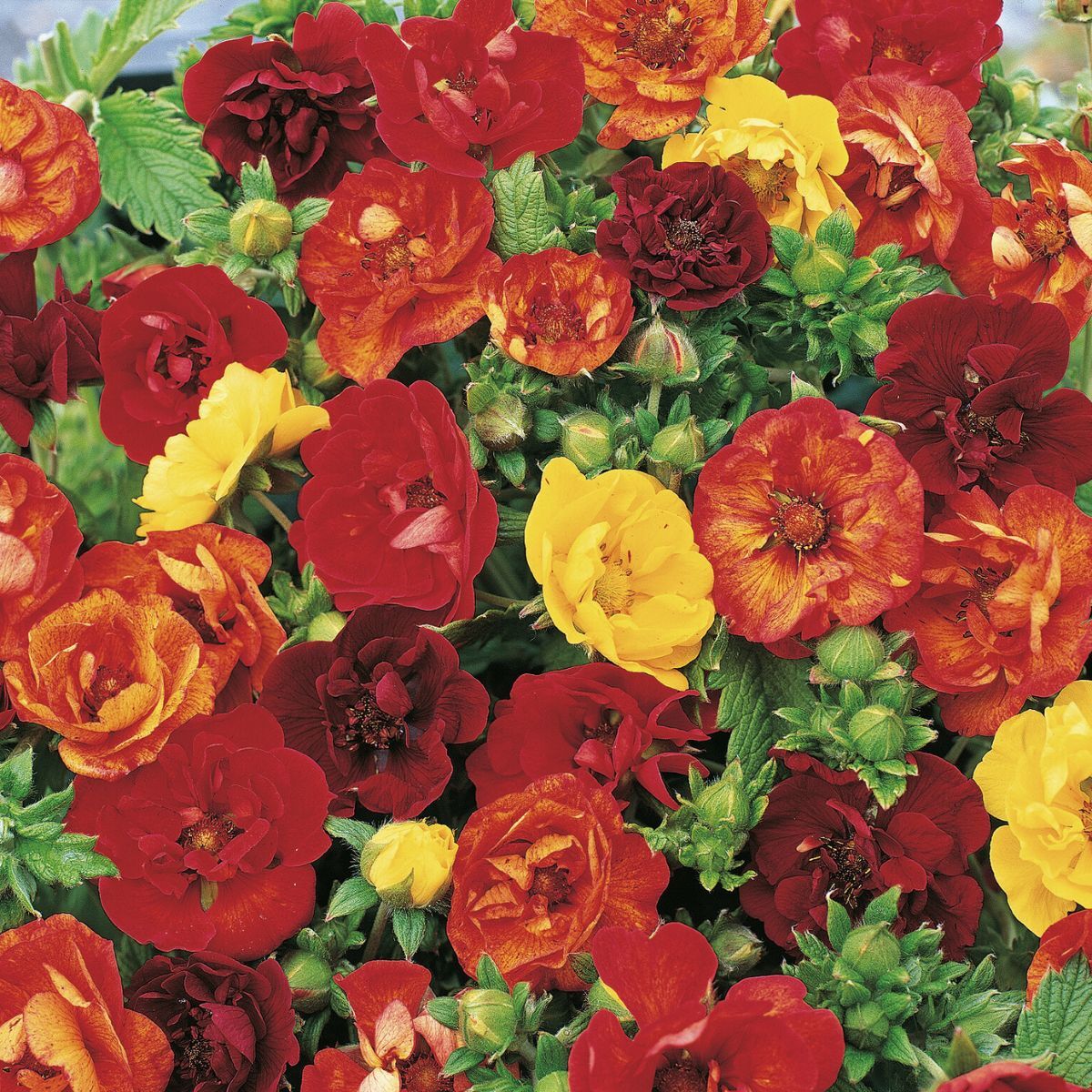 Potentilla Fireball Mix Seeds