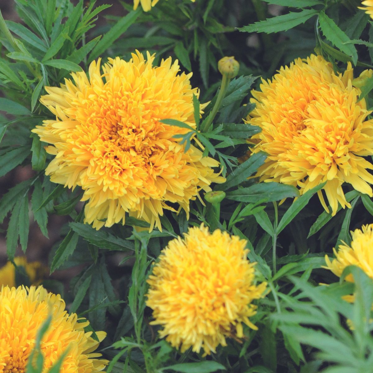 Marigold African Simba Yellow Seeds