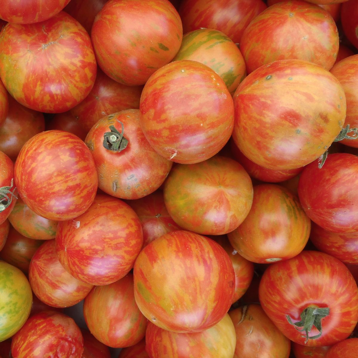 Red Boar Tomato Seeds