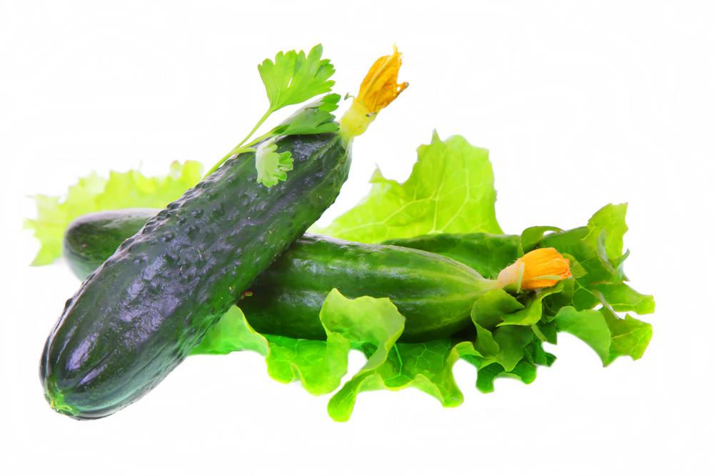 Cucumber Hunt F1 Cucumis sativus vegetable seeds for planting in backyard gardening